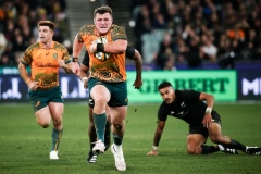 MELBOURNE, AUSTRALIA - JULY 29: Angus Bell of the Wallabies runs the ball during the Bledisloe Cup match between Australia Wallabies and New Zealand All Blacks at The Melbourne Cricket Ground on July 29, 2023 in Melbourne, Australia. (Photo by Dave Hewison/Speed Media/Icon Sportswire) MELBOURNE, AUSTRALIA - JULY 29: Angus Bell of the Wallabies runs the ball during the Bledisloe Cup match between Australia Wallabies and New Zealand All Blacks at The Melbourne Cricket Ground on July 29, 2023 in Melbourne, Australia. (Photo by Dave Hewison/Speed Media/Icon Sportswire)